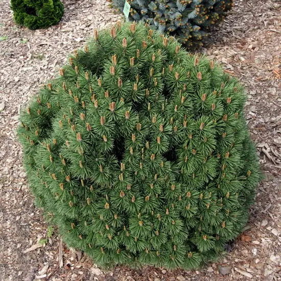 Сосна крючковатая 30-40 (Гз)