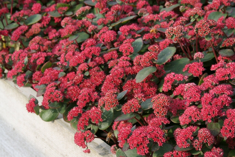 Очиток гибридный 'Red Cauli' (С1.5)