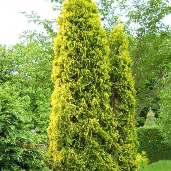 Туя западная Смарагд 200-225 Курск