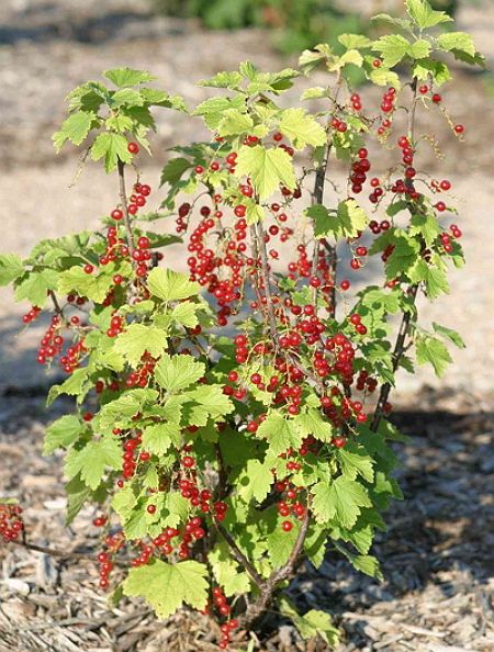 Смородина красная Поляна