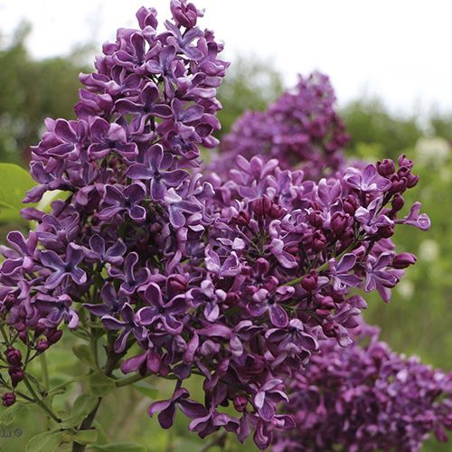 Сирень обыкновенная "Arch McKean" (Арч МакКин)