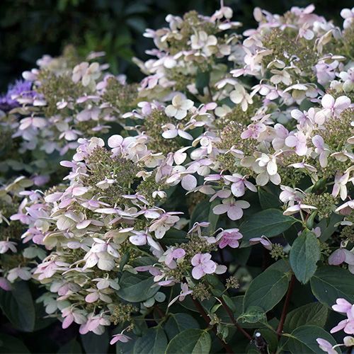 Гортензия метельчатая "Early Sensation" (Эрли Сенсейшен)