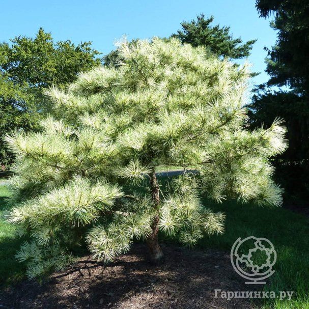 Сосна густоцветная Окулюс Драконис/Pinus Densiformis Okulis Draconis С3