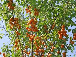 Абрикос Краснощекий