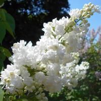 Сирень обыкновенная "Miss Ellen Willmott" (Miss Ellen Willmott)