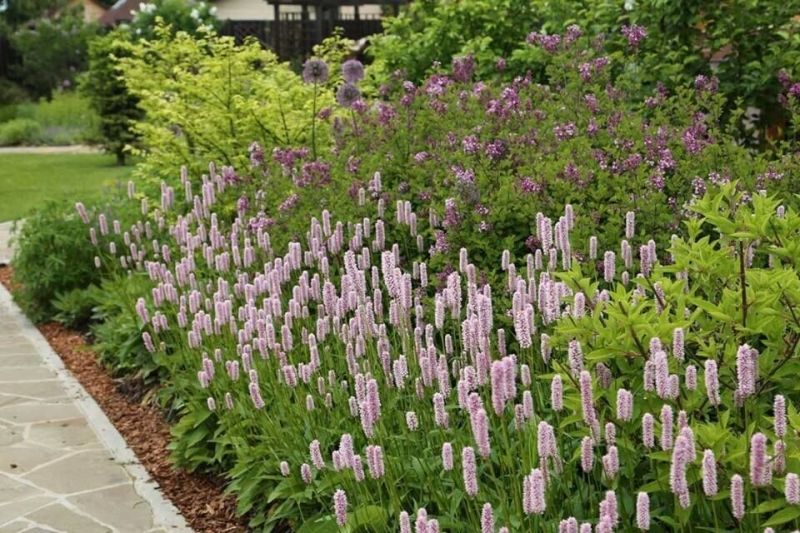 Горец змеиный . . . . . С2. . .