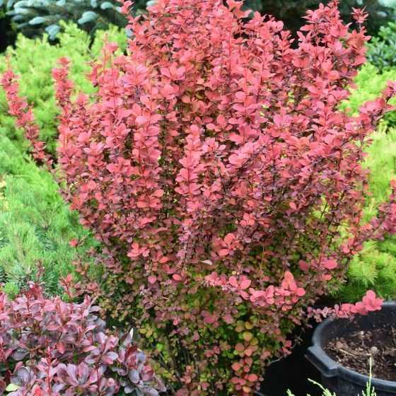 Барбарис Оранж Рокет