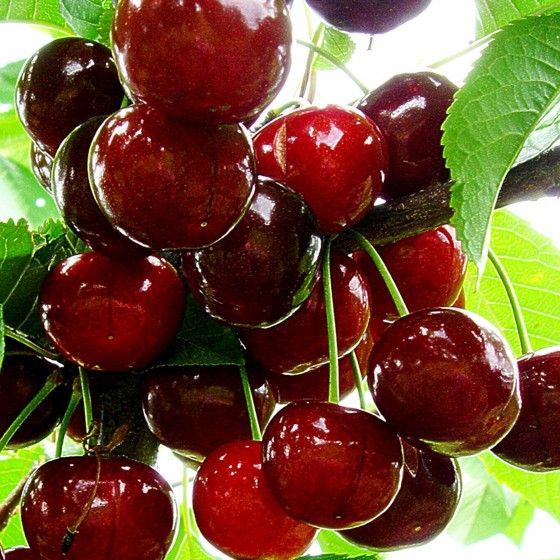 Вишня Игрушка