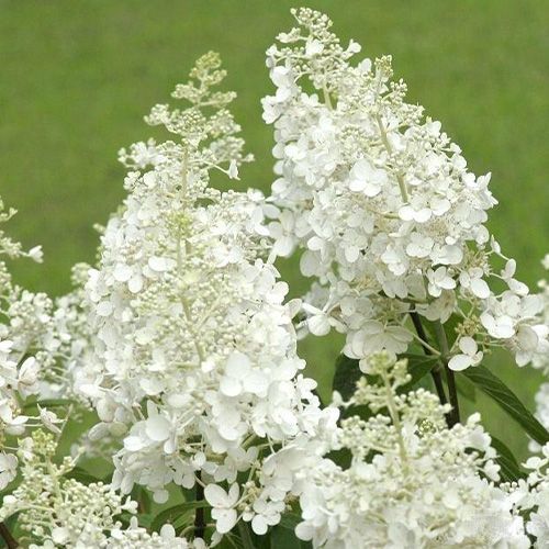 Гортензия метельчатая "Brussels Lace" (Брасселс Лейс)