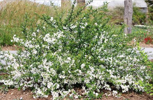 Айва Нивалис