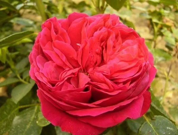 Роза Шраб Скарлет Охара, Ярко-красная (С3-С4)