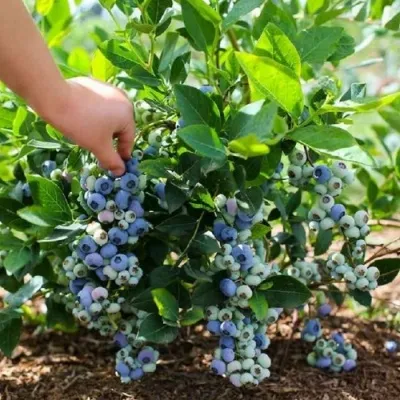 Саженцы голубики, возраст 4 года С7,5 Блюкроп