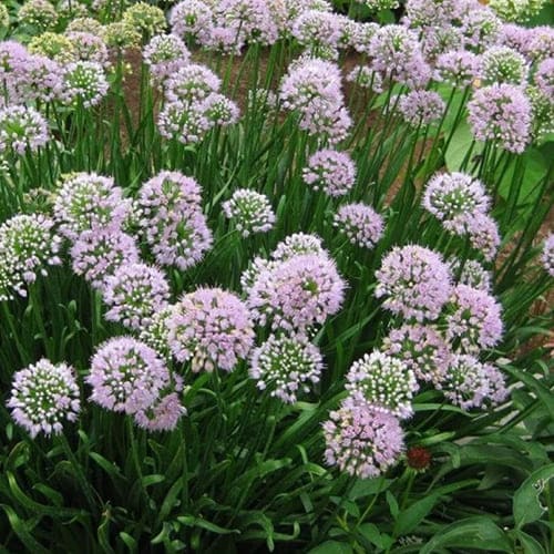 Лук стареющий (С2-С3)