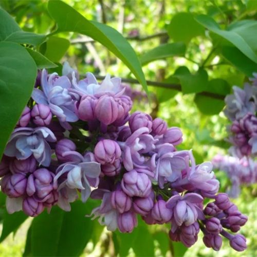 Сирень обыкновенная "Jules Simon" (Жюль Симон)