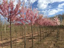 Черемуха мелкопильчатая Канзан