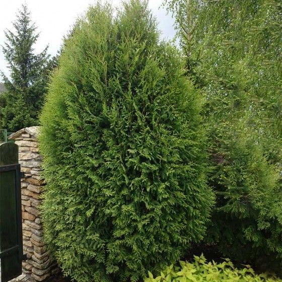 Туя западная Вагнера