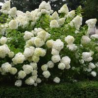 Гортензия метельчатая "Grandiflora" (Грандифлора)