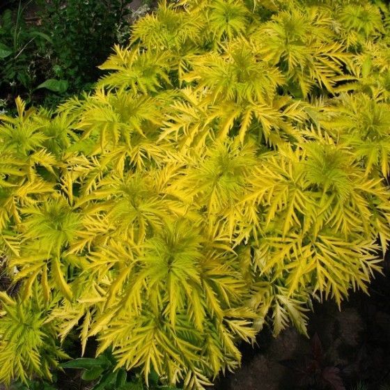 Бузина красная "Golden Lock"