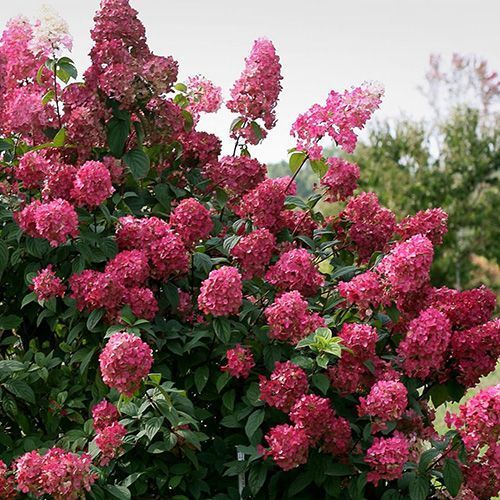 Гортензия метельчатая "Magical Fire" (Мэджикал Фаэ)