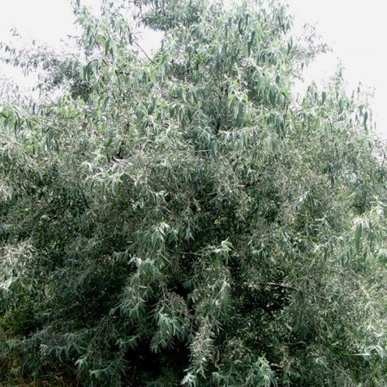 Лох узколистный