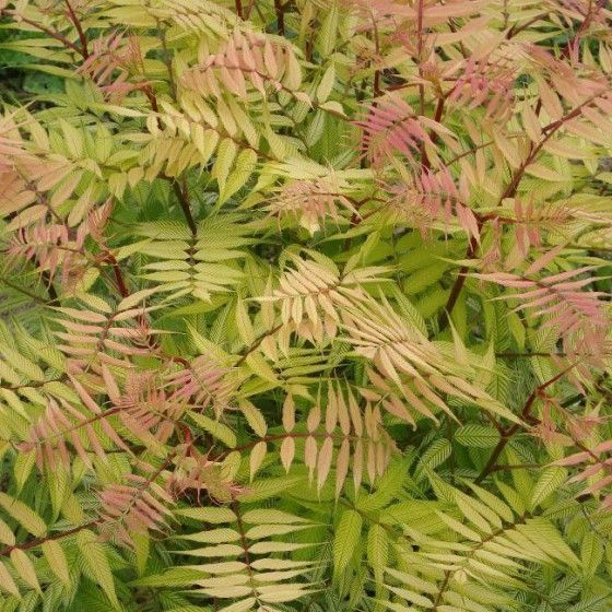 Рябинник рябинолистный Сэм