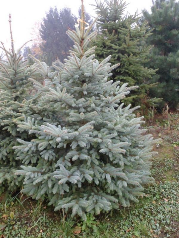 Ель голубая Глаука 180-200см