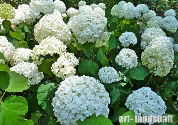 Гортензия древовидная Strong Annabelle (Строн Аннабель)