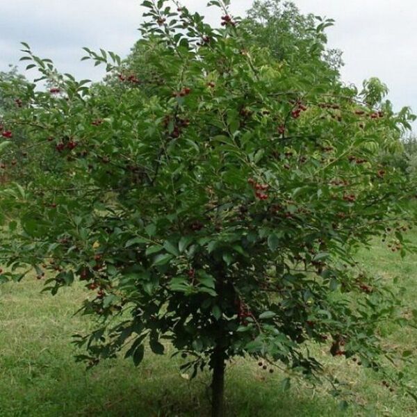 Вишня Шоколадница