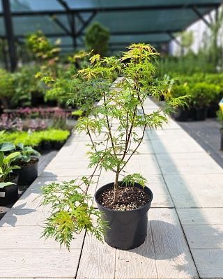 Вяз РБ шершавый "Кампердауни"