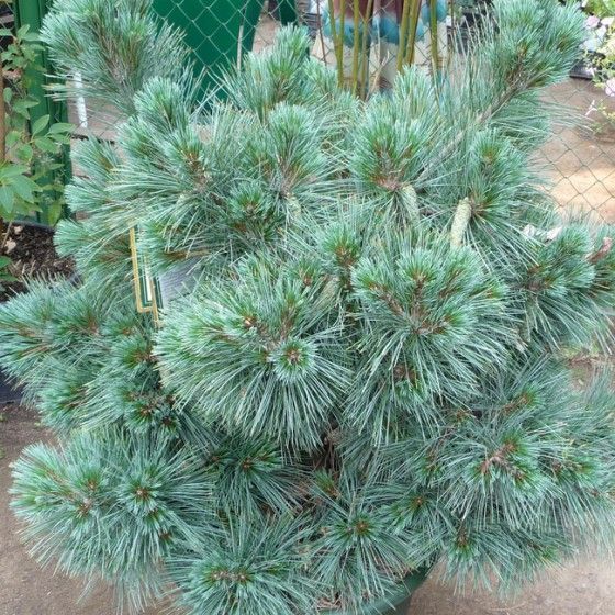 Сосна Денса Хилл