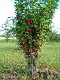 Слива колоновидная Империал