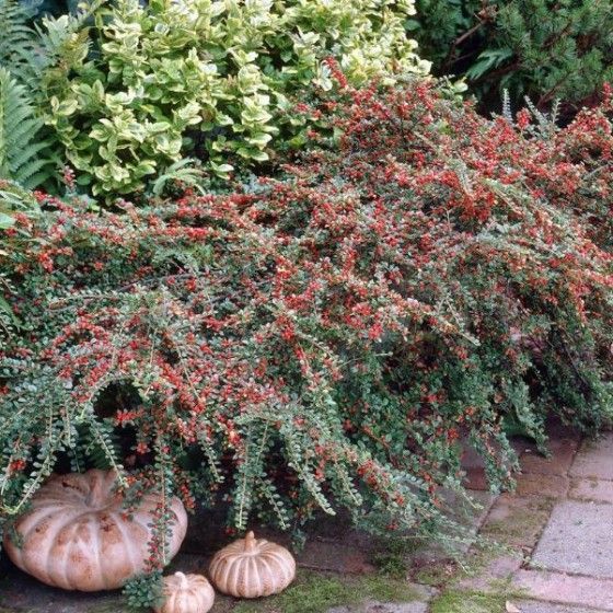 Кизильник Даммера Майор