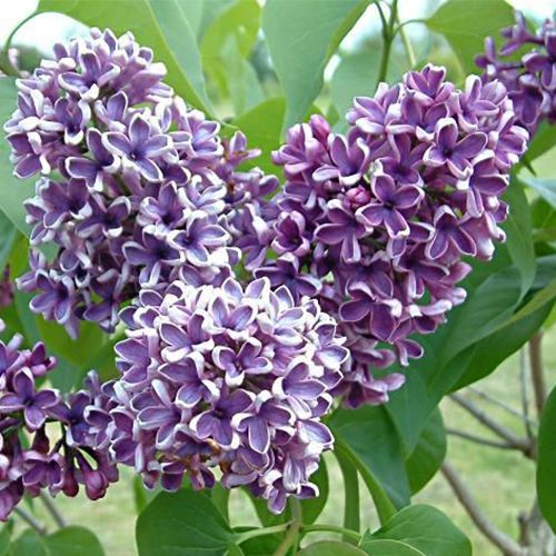 Сирень обыкновенная  "Albert F. Holden" (Альберт Ф. Холден)