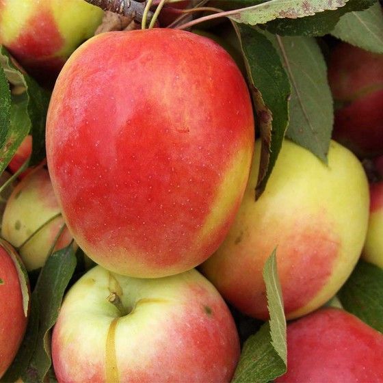 Яблоня Синап Северный