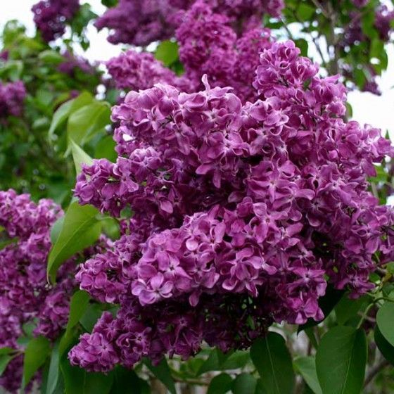 Сирень обыкновенная "Charles Joly" (Шарль Жоли)