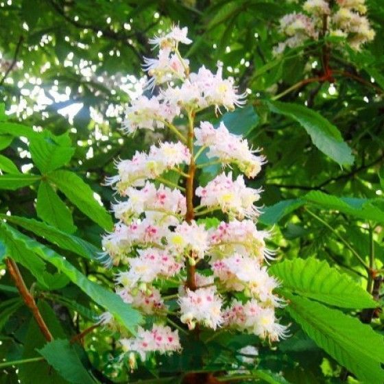 Каштан конский