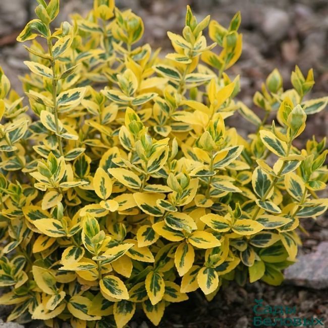 Бересклет форчуна Эмеральд Голд