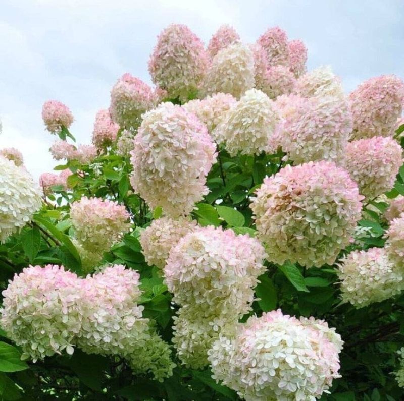 Гортензия метельчатая Строберри Блоссом (Strawberry Blossom), С10