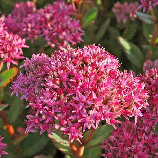 Очиток видный "Rosenteller"