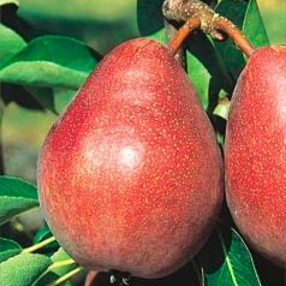 Груша Кармен