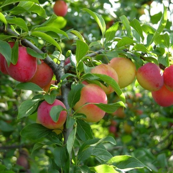 Слива Скороплодная