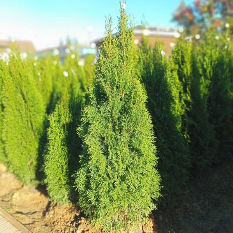 Туя западная Смарагд 120-140