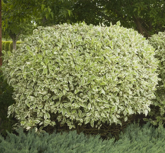 Топиар дерен элегантиссимо в форме шара