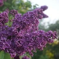 Сирень обыкновенная "Огни Донбасса"
