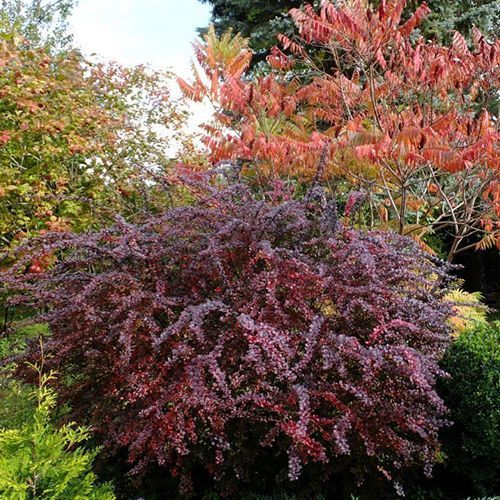 Барбарис Тунберга "Atropurpurea" (Атропурпуреа)