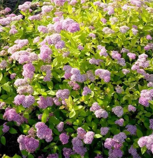 Спирея Японская