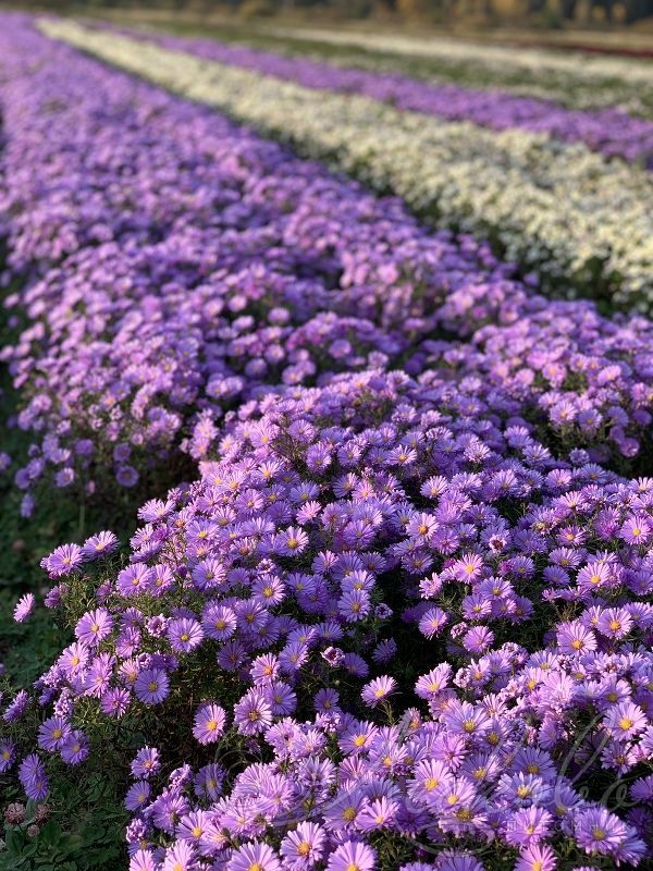 Астра кустарниковая 'Prof. Anton Kippenberg' (С2-С3)