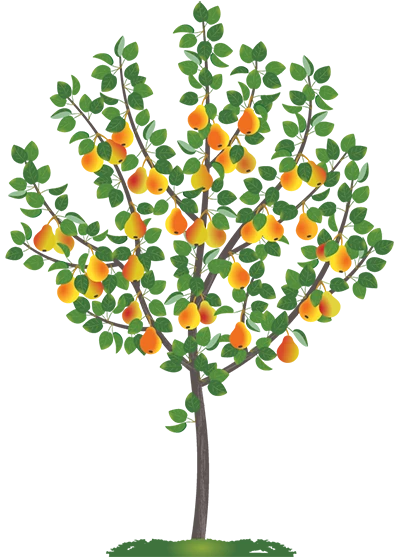 Груша Рогнеда