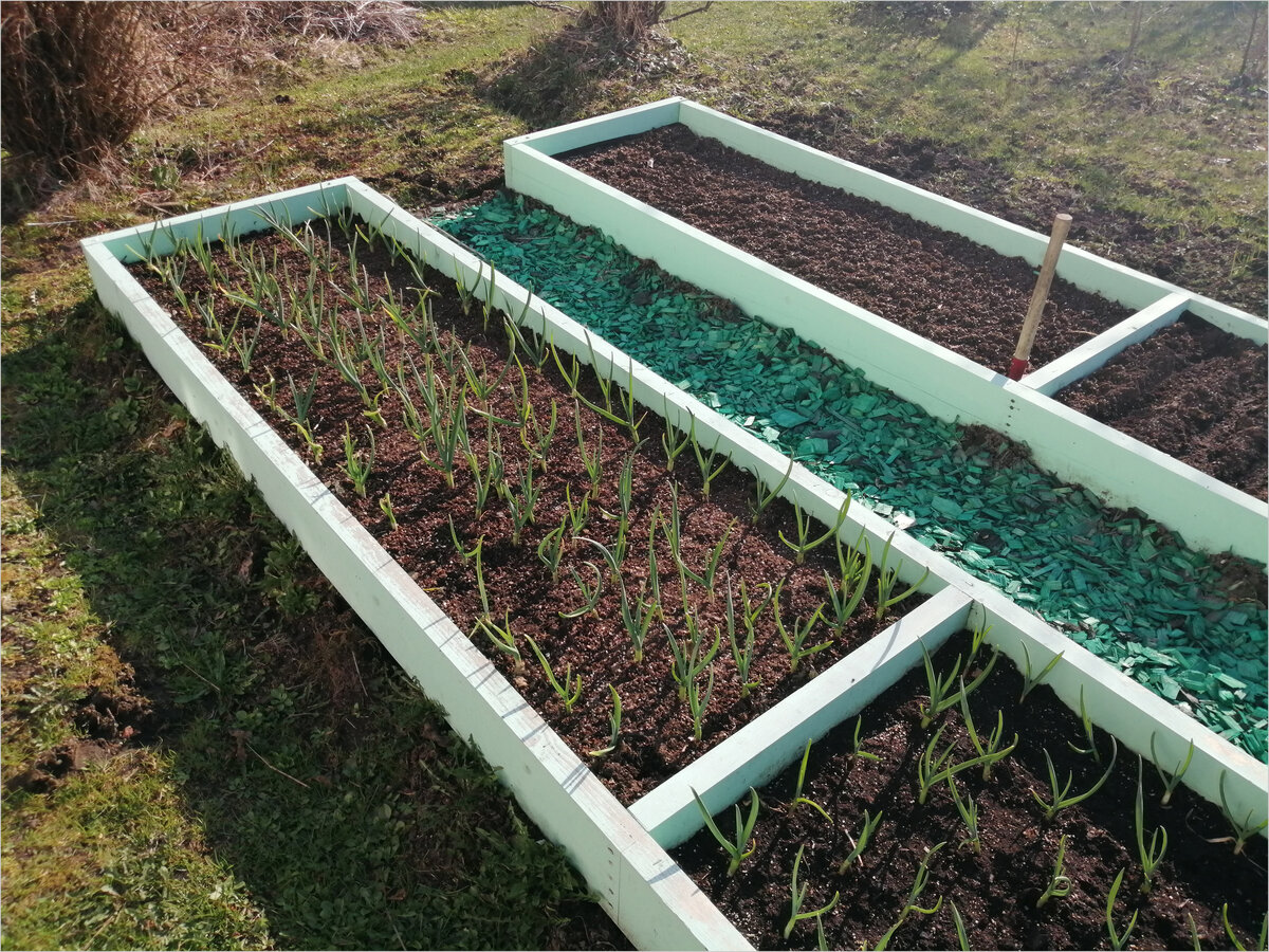 Грядки из досок своими руками