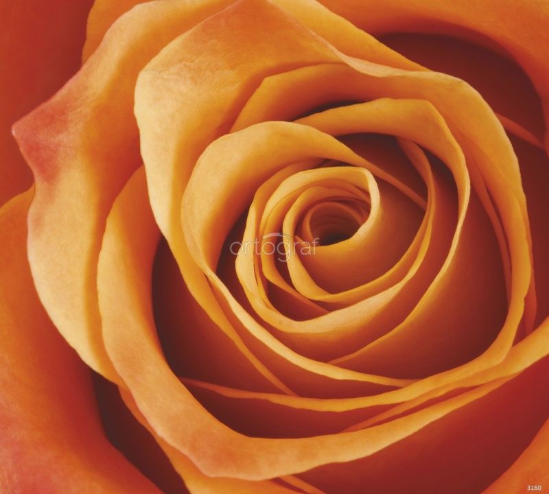 Фреска Роза Art.3160